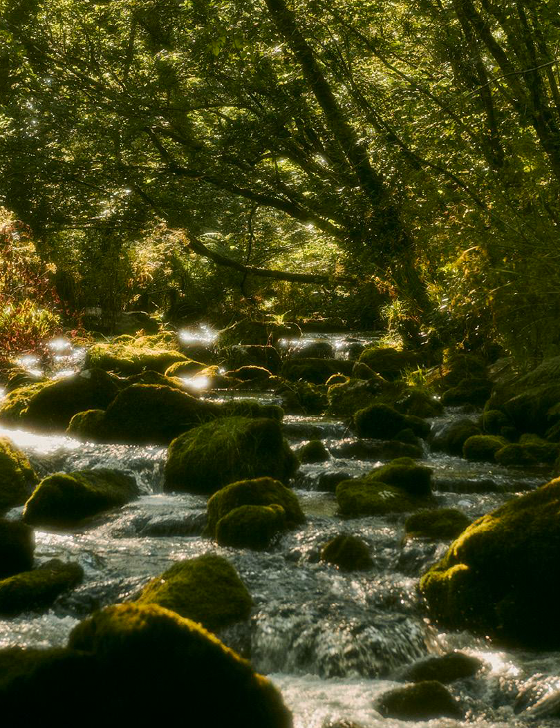 YogaHaus Cornwall RainForest Retreat 2025 (27–30 Oct)